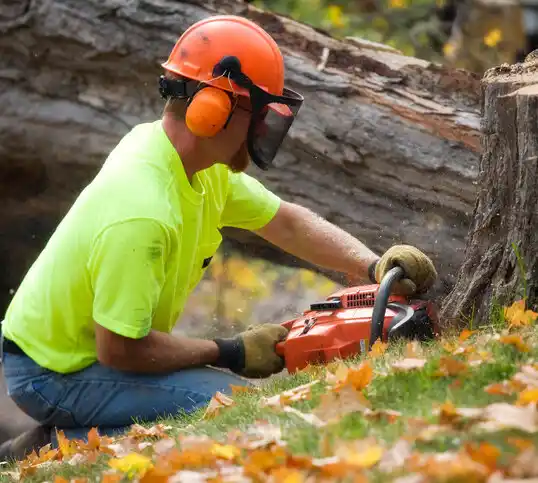 tree services Birchwood Village